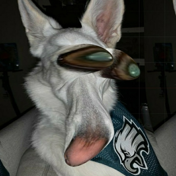 Meet your Posher, Reese - Picture 1 of 1